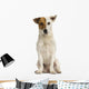 Front view of a Jack russell terrier sitting, isolated Wall Decal