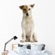 Front view of a Jack russell terrier sitting, isolated Wall Decal