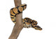 Royal Python on a Branch Wall Decal