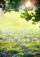 Art Sunlight in the green easter forest, spring time 
