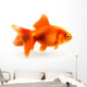 Goldfish, photorealistic vector illustration Wall Decal