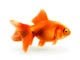 Goldfish, photorealistic vector illustration Wall Decal