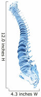 3d rendered illustration of a spine made of glass 