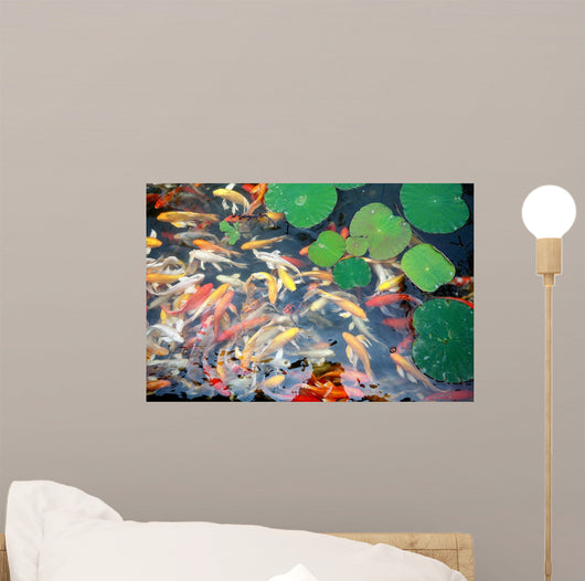 beautiful koi fish swimming in the pond Wall Mural