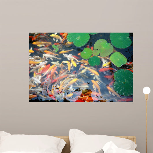 beautiful koi fish swimming in the pond Wall Mural