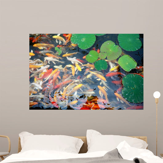beautiful koi fish swimming in the pond Wall Mural