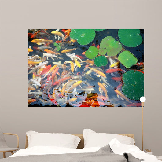 beautiful koi fish swimming in the pond Wall Mural