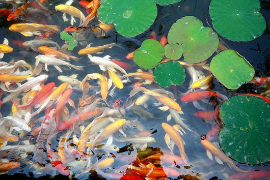 beautiful koi fish swimming in the pond Wall Mural
