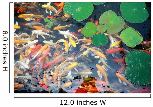 beautiful koi fish swimming in the pond Wall Mural