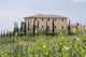 Vineyard in Tuscany 