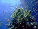 Underwater Landscape with Scalefin Wall Decal