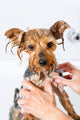 Little Yorkshire Dog Getting Washed 