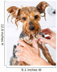 Little Yorkshire Dog Getting Washed 