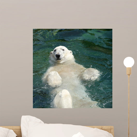 Polar bear (Ursus maritimus) swimming in the water Wall Mural