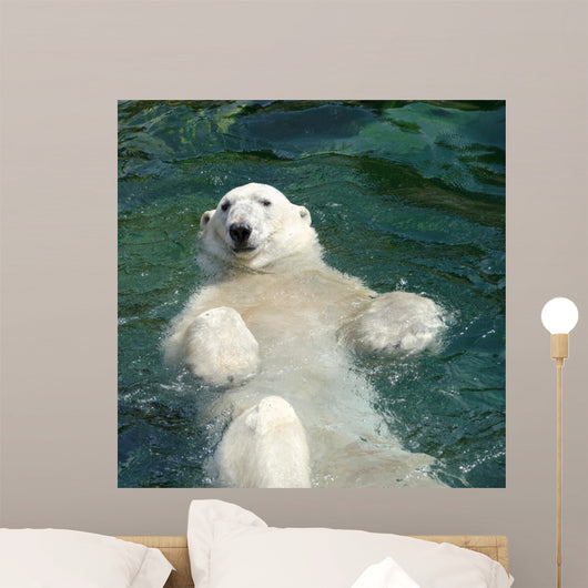 Polar bear (Ursus maritimus) swimming in the water Wall Mural