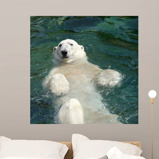 Polar bear (Ursus maritimus) swimming in the water Wall Mural