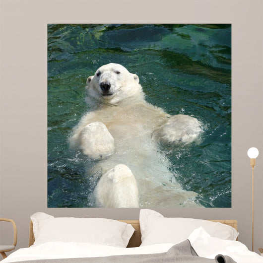 Polar bear (Ursus maritimus) swimming in the water Wall Mural
