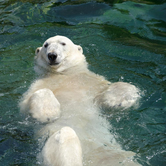 Polar bear (Ursus maritimus) swimming in the water Wall Mural