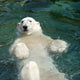 Polar bear (Ursus maritimus) swimming in the water Wall Mural