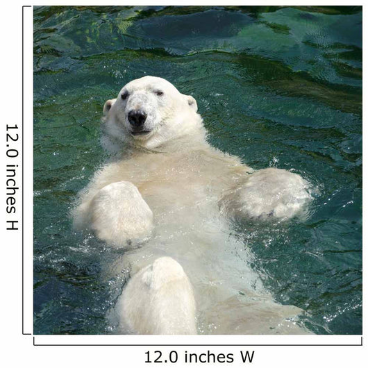 Polar bear (Ursus maritimus) swimming in the water Wall Mural