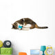 Cat Plays Ball of Wool 