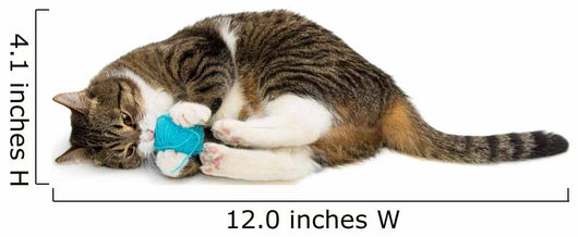 Cat Plays Ball of Wool 