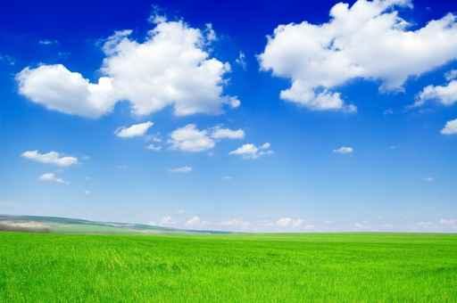 Green Field and Beautiful Wall Decal Design 1