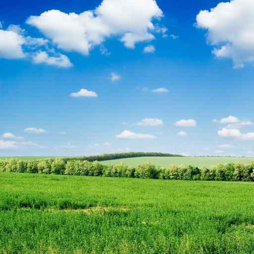 Field and Blue Sky Wall Decal
