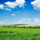 Field and Blue Sky Wall Decal