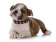 Bulldog Puppy Wall Decal