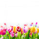 Colourful spring tulips on a white background 