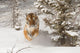 Siberian Tiger running in snow 