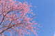 Pink cherry blossom sakura 