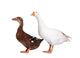 Duck and Goose Wall Decal