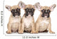French Bulldog Puppies 