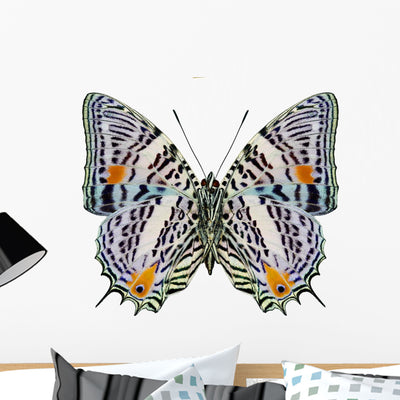 South America Butterfly Baeotus shown on a wall