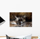 Animal - Cougar (puma Concolor Stayleyanan) Wall Mural