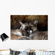 Animal - Cougar (puma Concolor Stayleyanan) Wall Mural