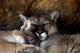 Animal - Cougar (puma Concolor Stayleyanan) Wall Mural