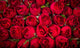 Red roses background Wall Mural