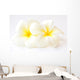 Frangipani Flowers Wall Decal