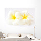Frangipani Flowers Wall Decal