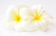 Frangipani Flowers Wall Decal