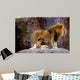 Animal African Lion Panthera Wall Decal