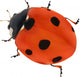 illustration with red seven ponts ladybug on white Wall Decal