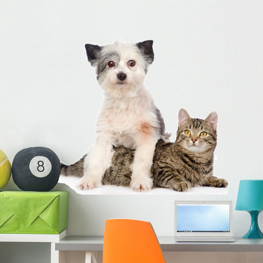 Dog and Cat Together. Isolated on White Background Wall Decal