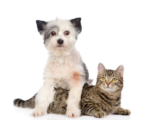 Dog and Cat Together. Isolated on White Background Wall Decal
