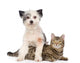 Dog and Cat Together. Isolated on White Background Wall Decal