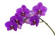 Dark purple orchid isolated on white background Wall Decal