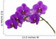 Dark purple orchid isolated on white background Wall Decal